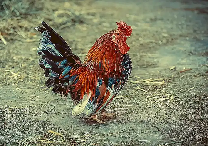 Auswirkungen auf die Landwirtschaft