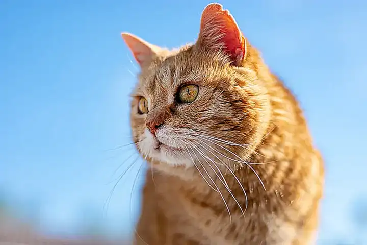 Das Profil der Opfer