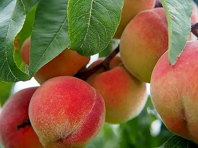 Der Einfluss der Vater-Tochter-Beziehung auf Peach Webers Karriere
