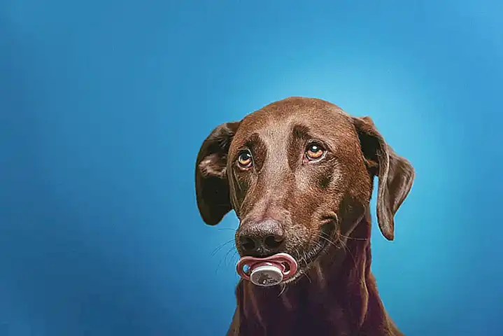 Die Ausbildung und Erziehung des Hundes