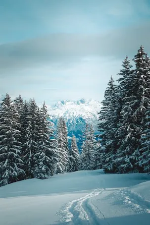 Die Bedeutung des Trainings im Ski Alpin Damen