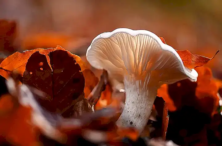 Die Biologie des Riesenwelses