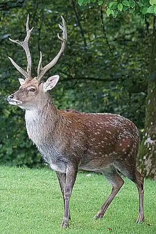 Die Folgen für Sika