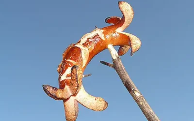 Die Kunst des perfekten Bratwurst Grillierens: Ein Schweizer Kulturgut im Flammenmeer