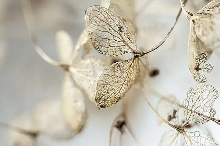 Die langfristigen Auswirkungen auf Blooms Image