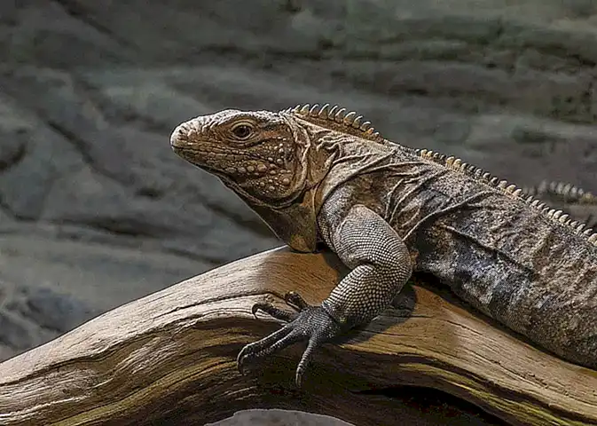 Ethische Aspekte des Zoo-Marketings im Allgemeinen