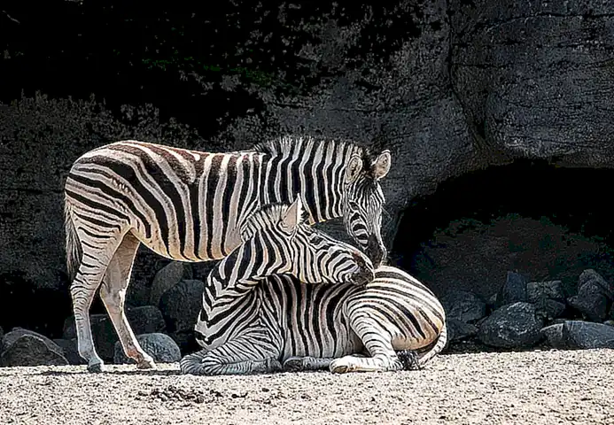 Vergleichbare Fälle aus der Geschichte des Zoo-Marketings
